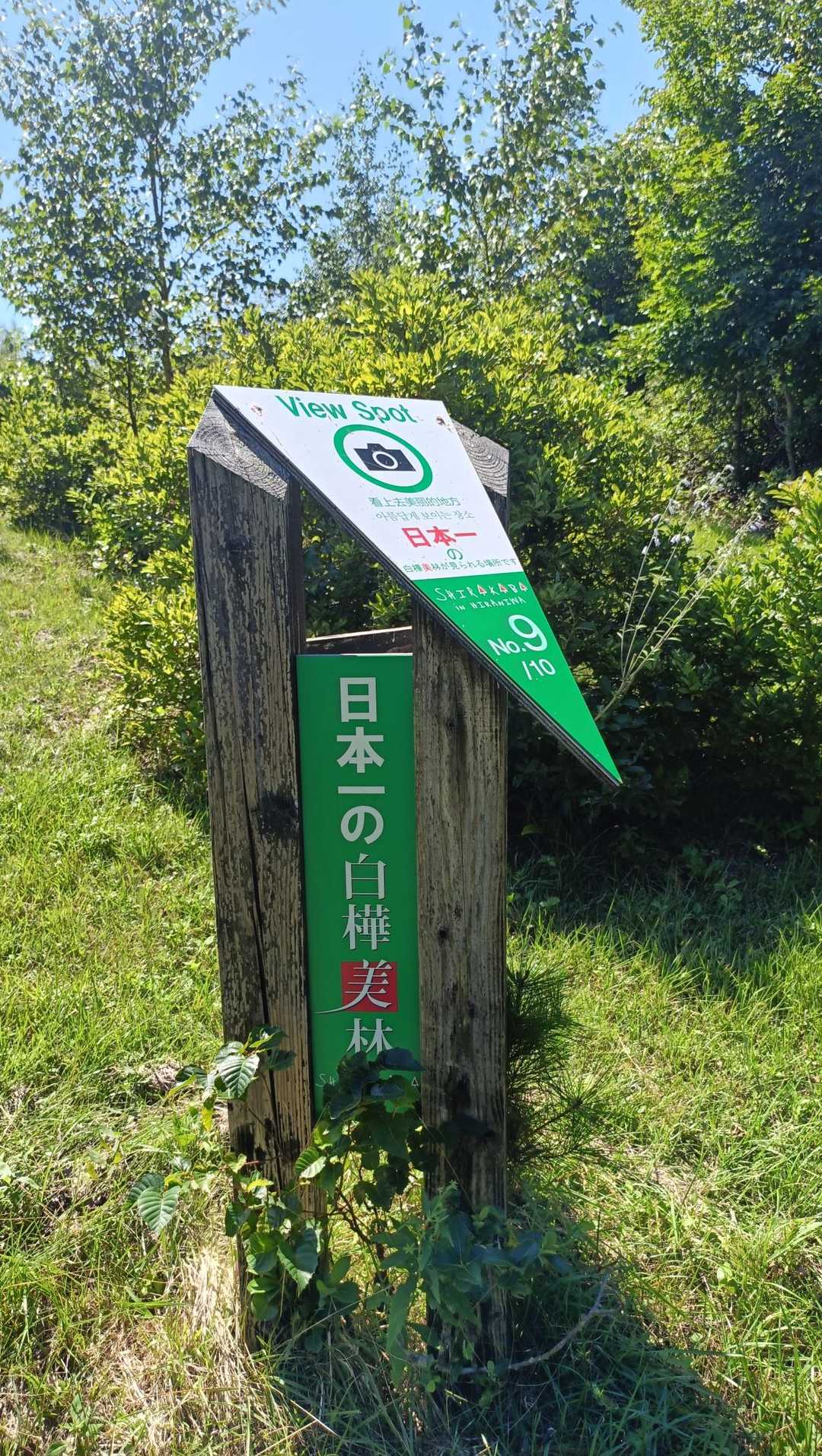 日本一の白樺林を進んで行きます🌳