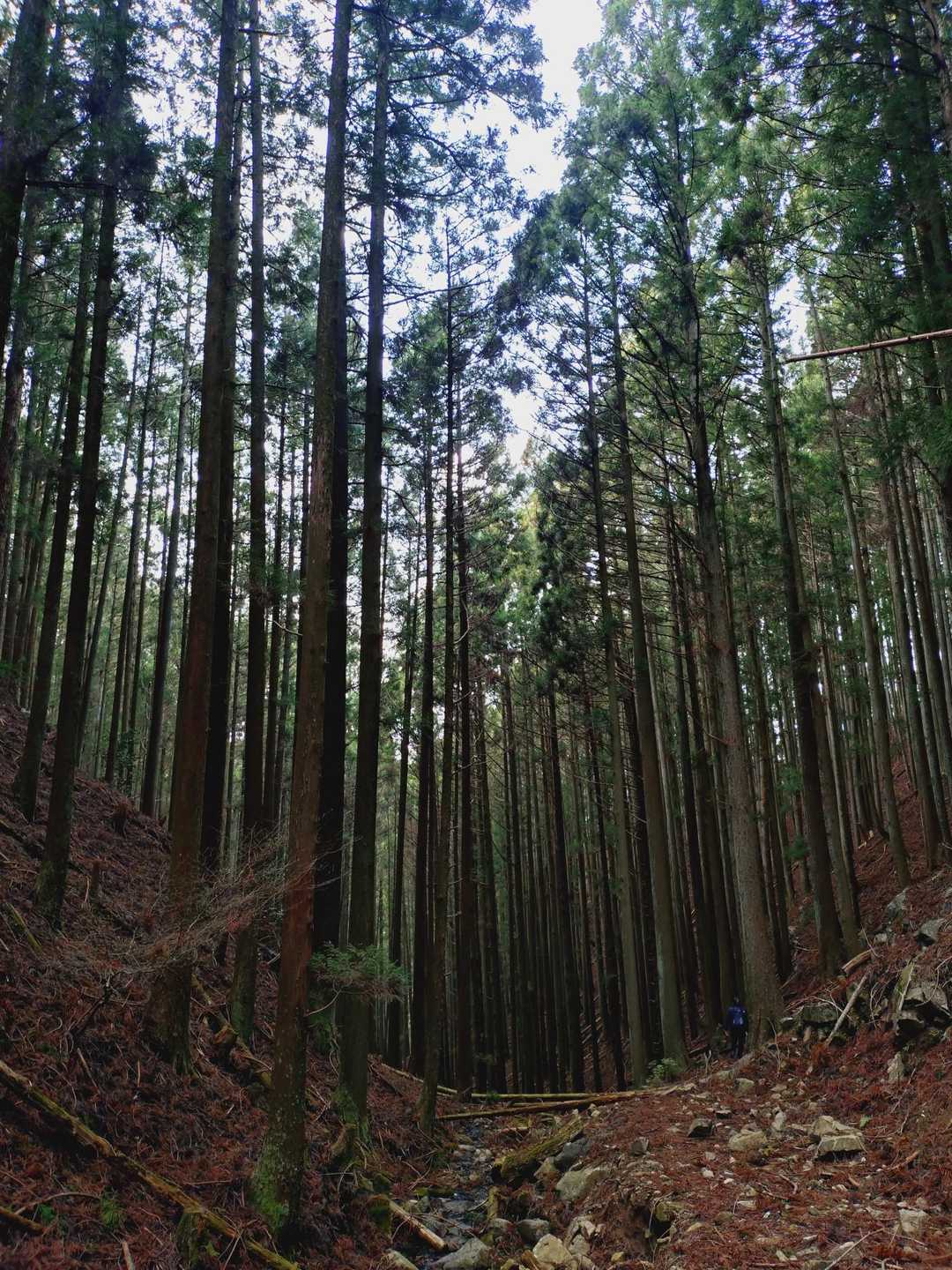 御岳山 往復コースの写真