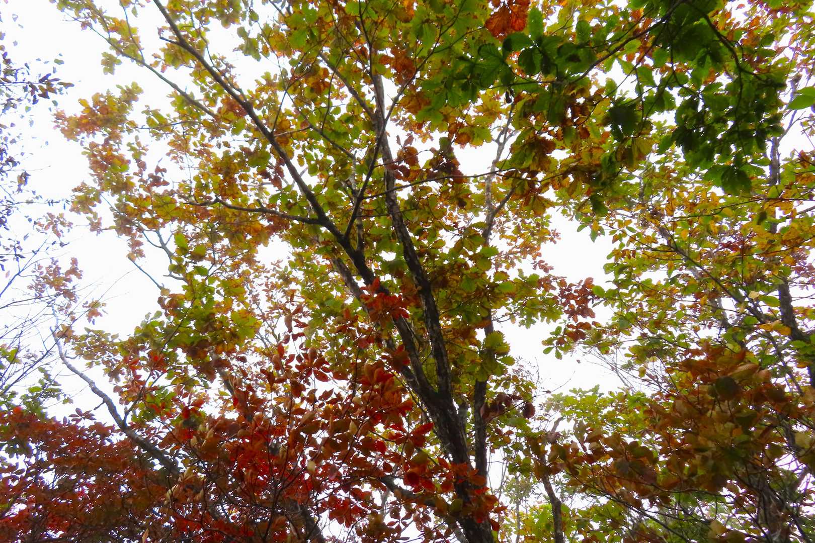 カヤトの原より上は紅葉が進んでいました🍁✨