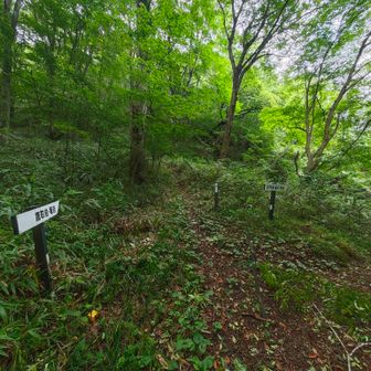 大円地越の先には分岐。ここを左行くと篭岩方向に行けるみたい。
