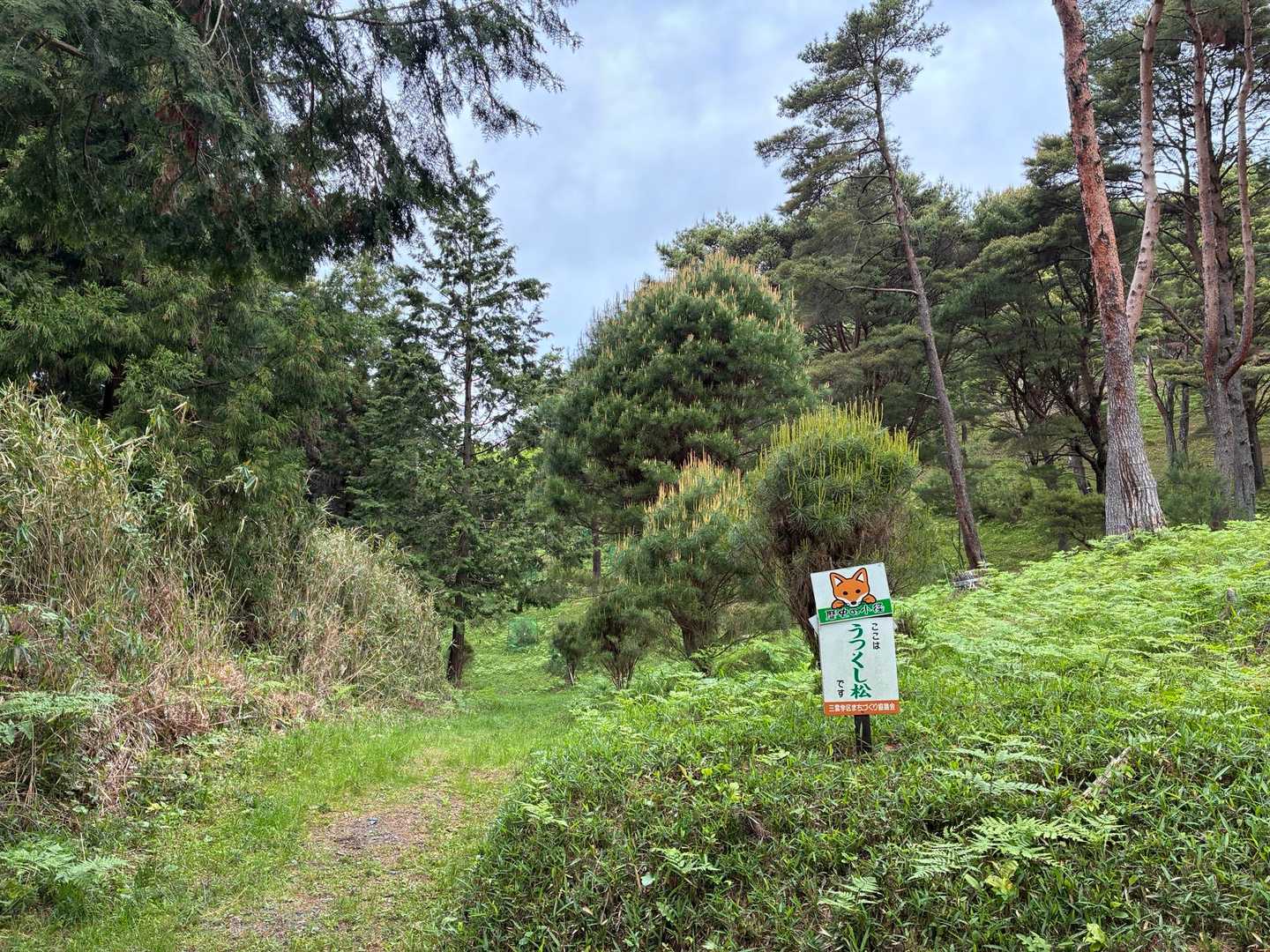 うつくし松だそうです🌲
