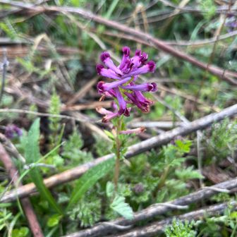 ムラサキケマン