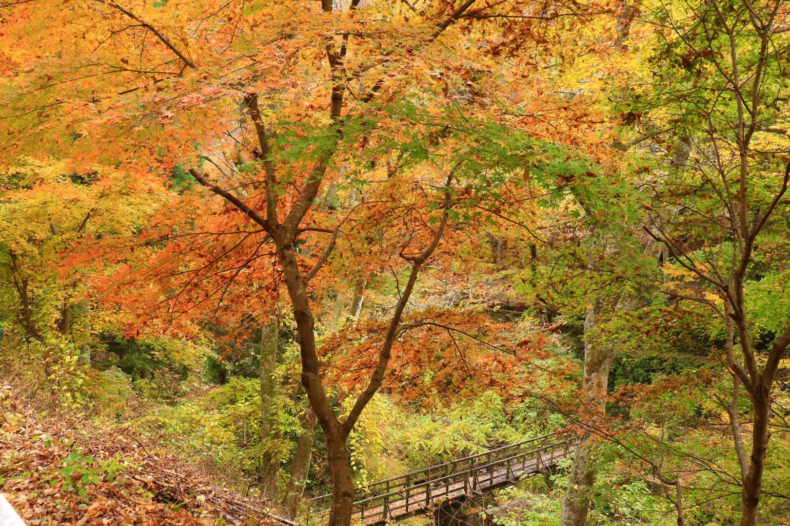 素晴らしい紅葉の景色を見ながらどんどん下って行きます！