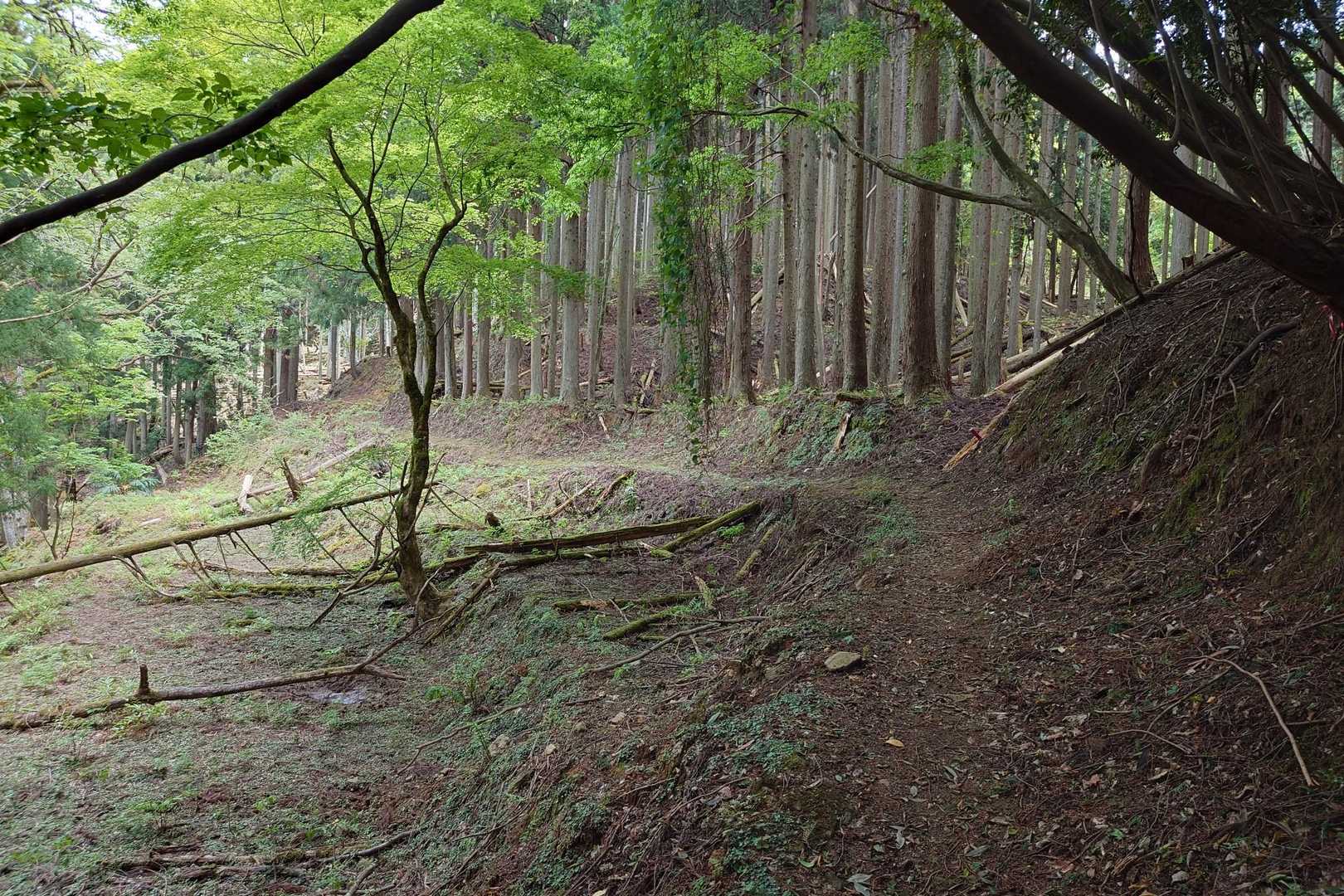 めっちゃいい道😃