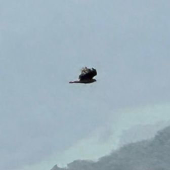 鳥が気持ちよさそうに飛んでます。