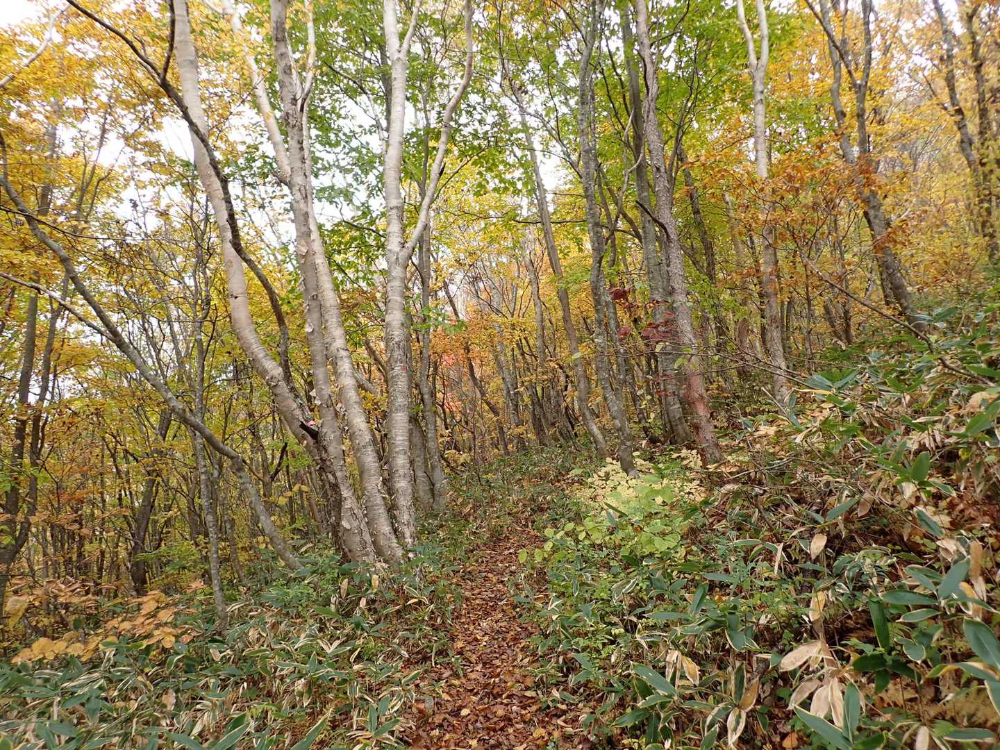 🍁