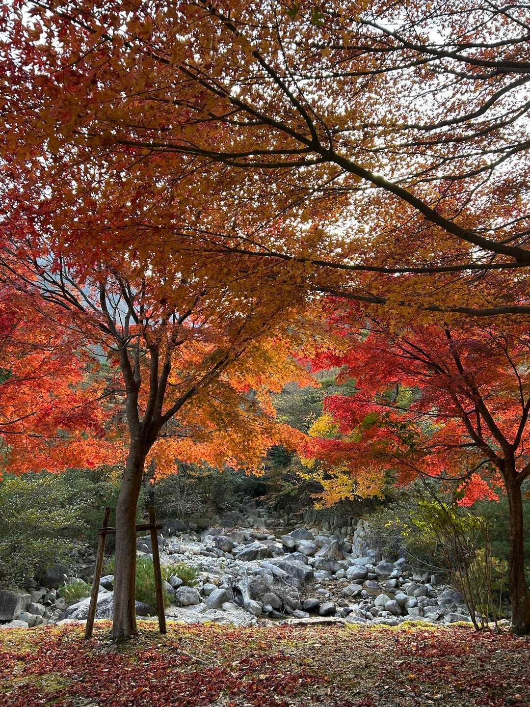 美しい🍁