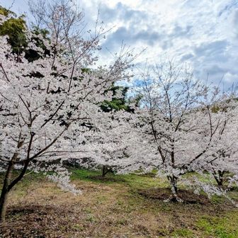 下りたそこは、にゃんと満開の🌸🌸