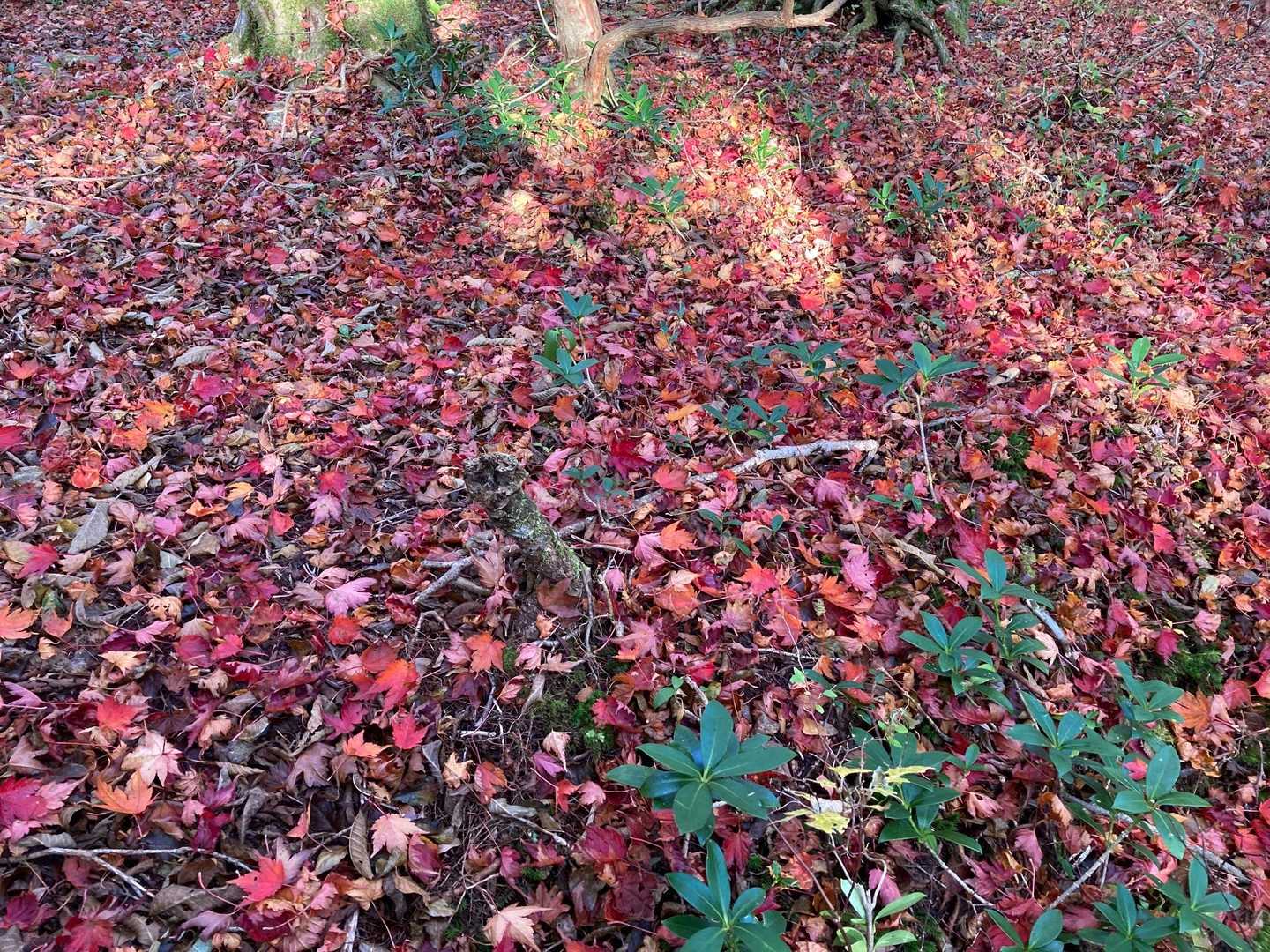真っ赤な絨毯🍁