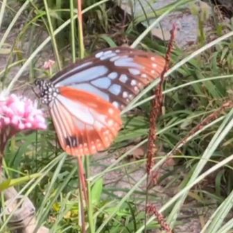 アサギマダラいました🦋