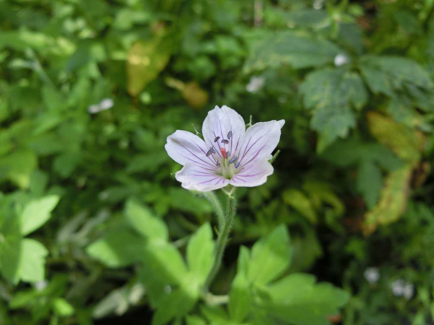 舗装道路脇の花。
山行中あんまり花を見なかった。
この時期だから当たり前？
もっと低い山の方が、花が多い気がする。