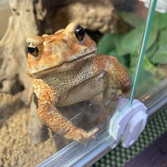 あんず隊長☆みどりの探検隊☆