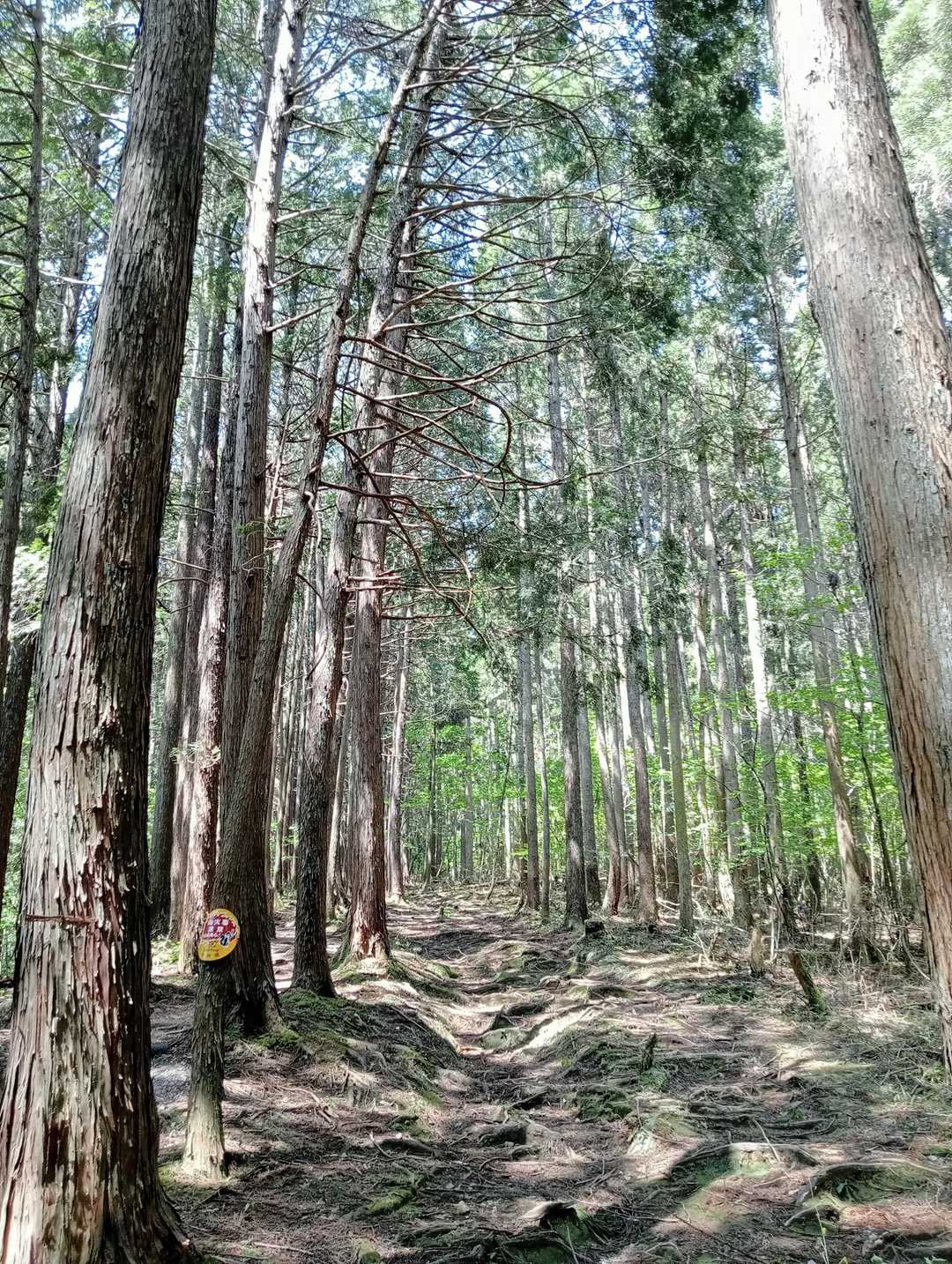 序盤の穏やかな道☺️