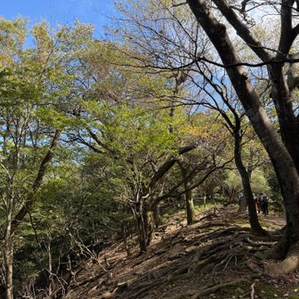 上杉尾根の上の方は爽やかな風もあり快適
