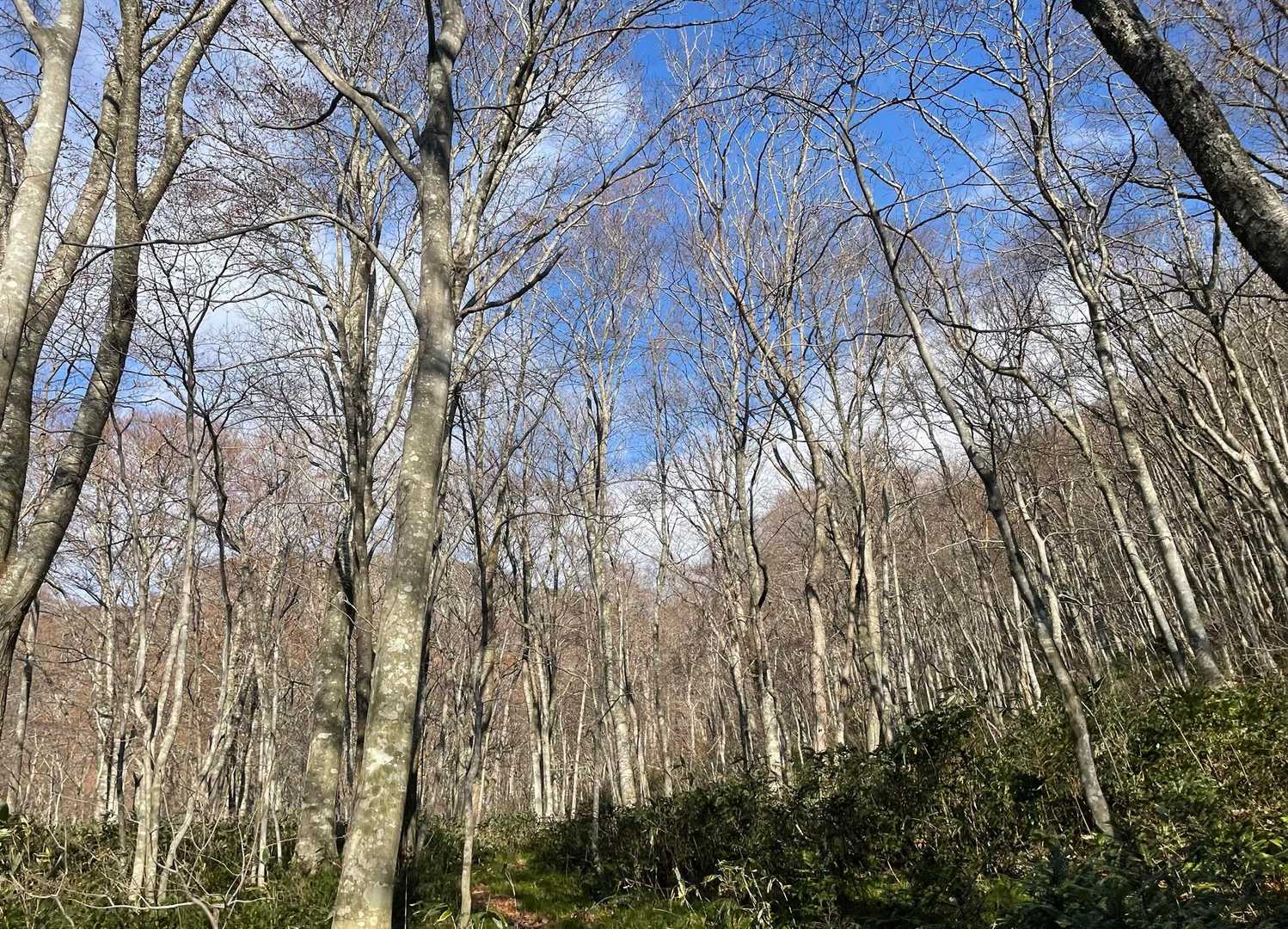 大東岳のブナ林も美しい