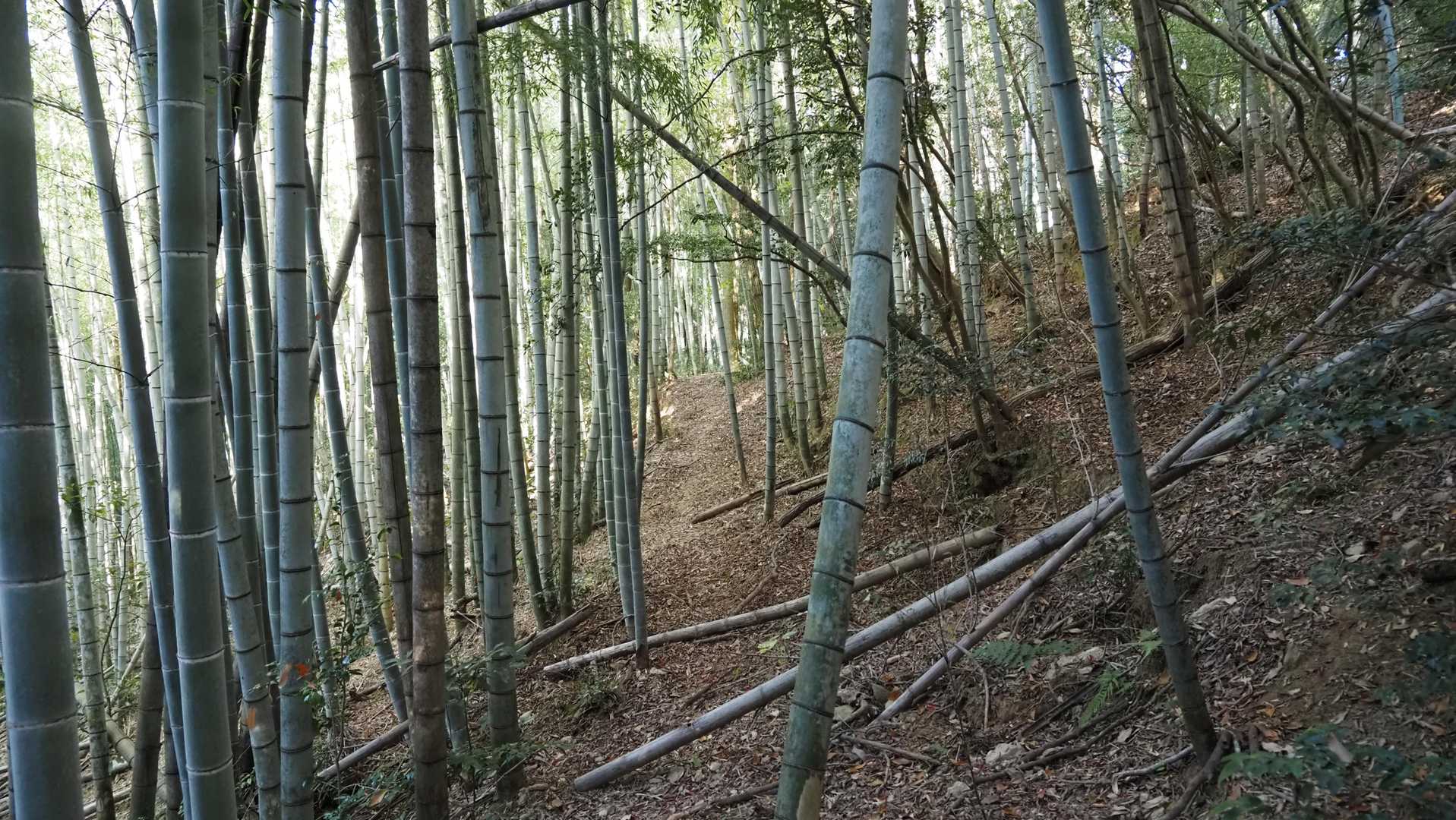 靄と竹林、中々良いね😃