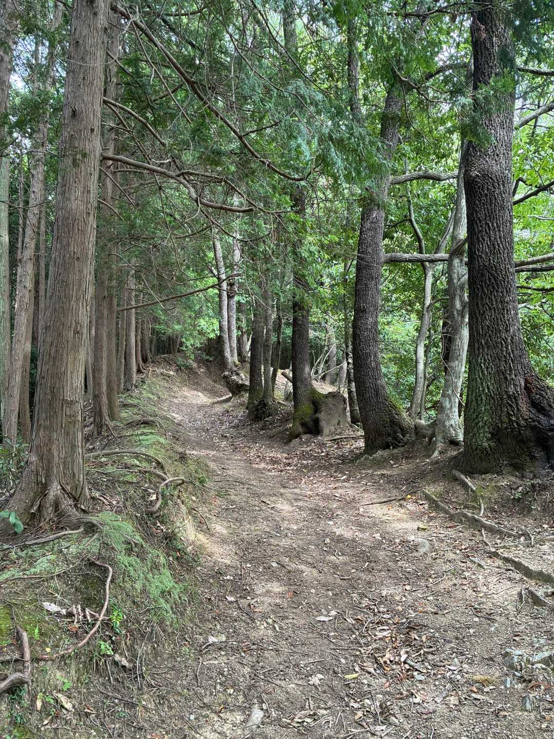 ビックリするほどの綺麗な登山道🤩
大体マイナーな山は荒れてるんですけど😅