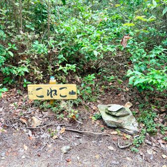 こねこ山🔺（２座目）では
