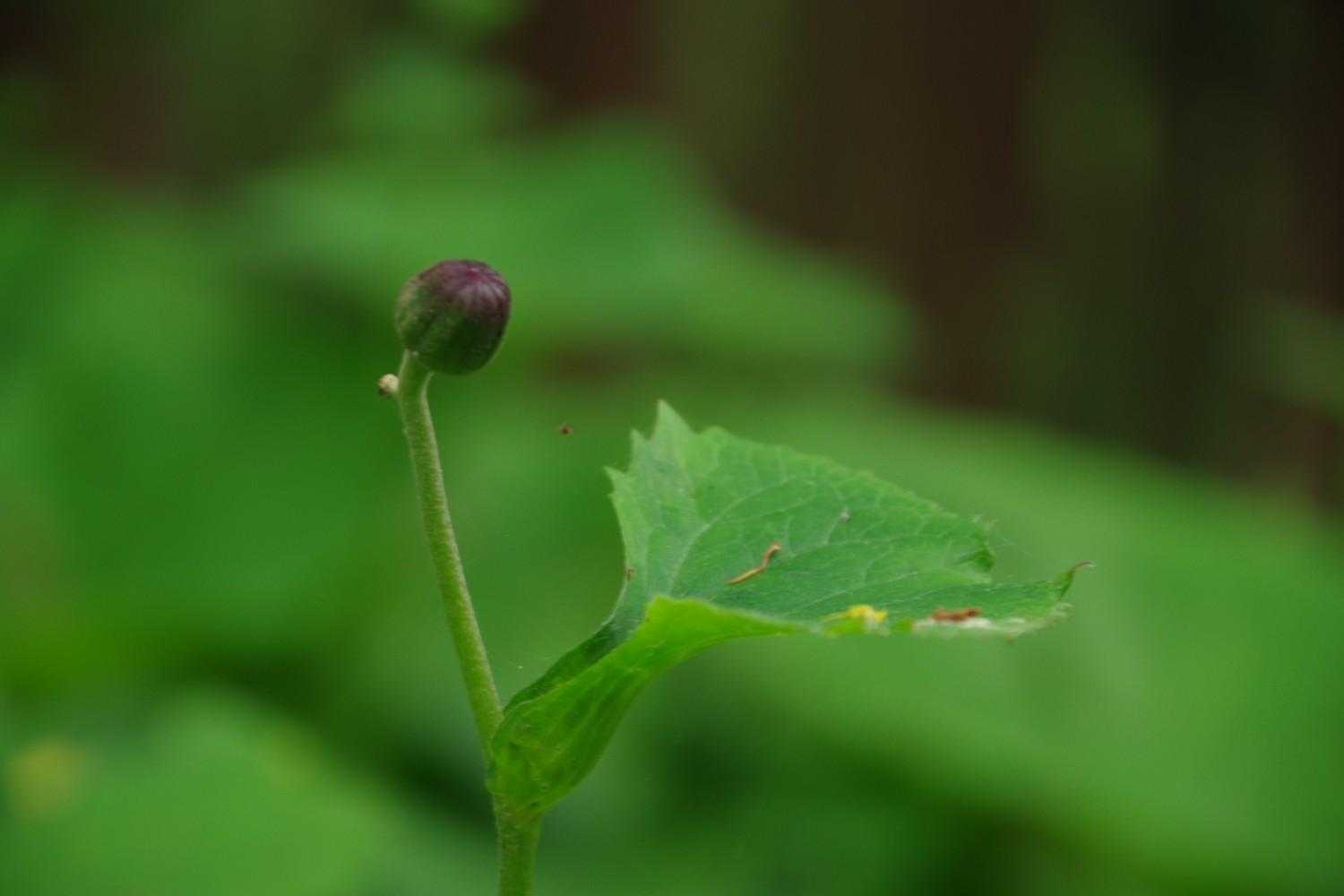 トウゲブキか
マルバダケブキか
さっぱり区別がつかないけど

ここから黄色いお花がキレイに咲きます🤗
