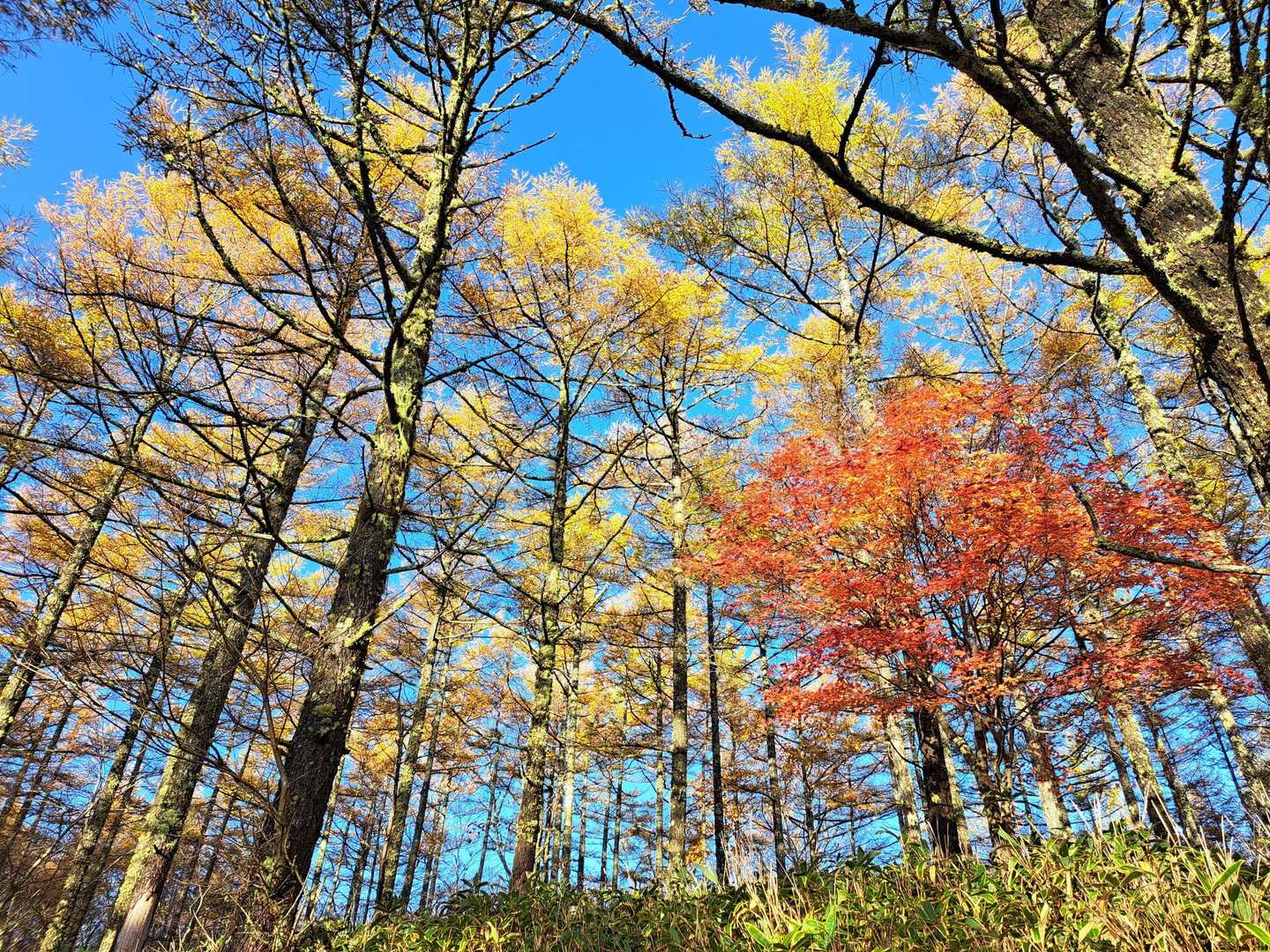 登山口付近の紅葉🍁良い感じです
