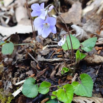 アカフタチツボスミレ
葉に班が入っている