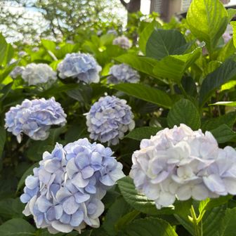 たくさん紫陽花咲いてました