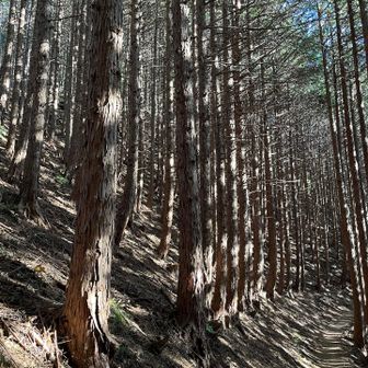 子の権現へ向かう登山道⛰️
西陽が射して綺麗✨
