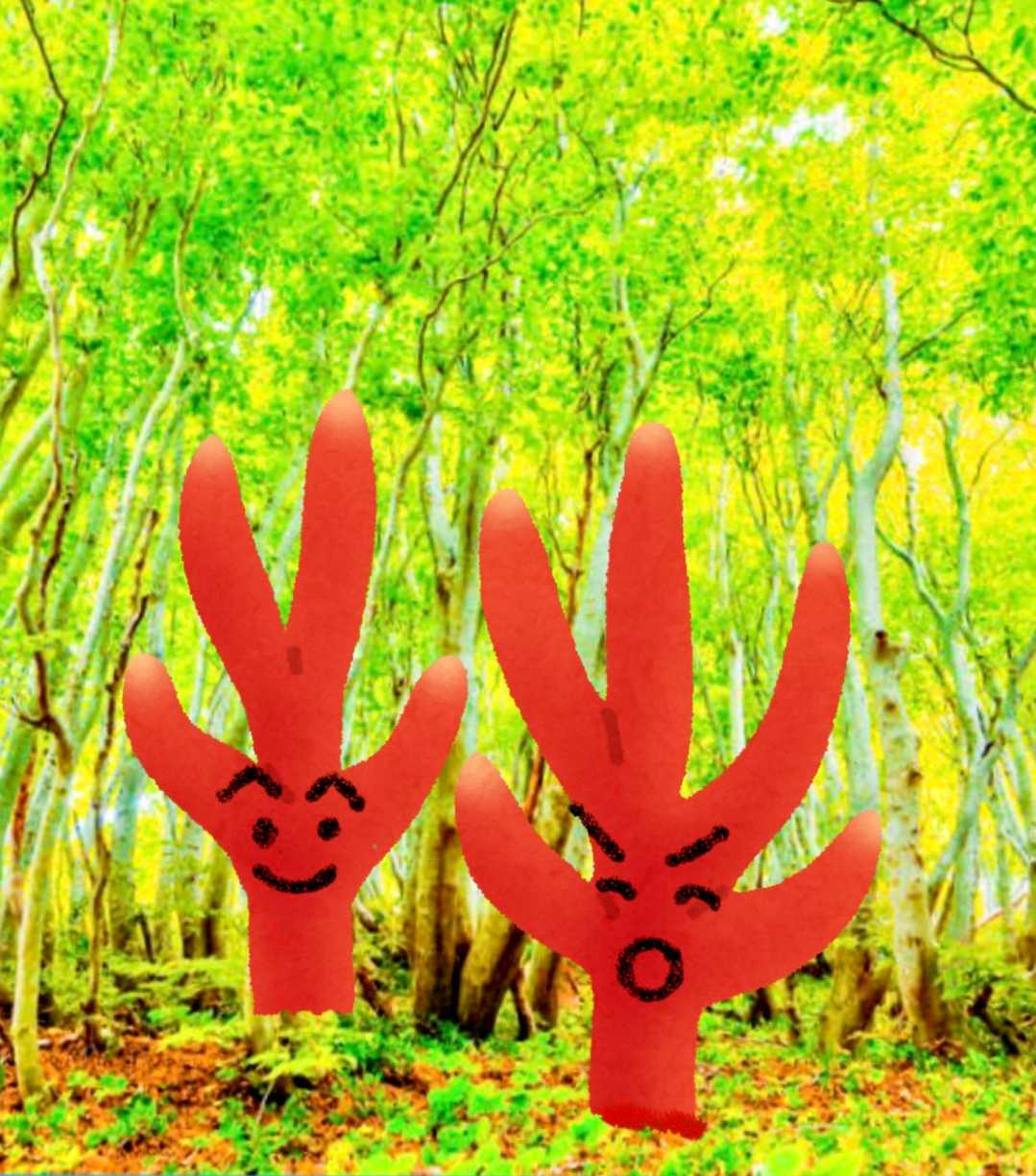 カエンダケ