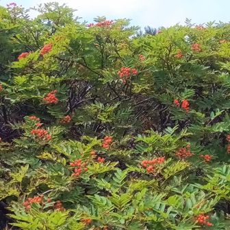 ナナカマド