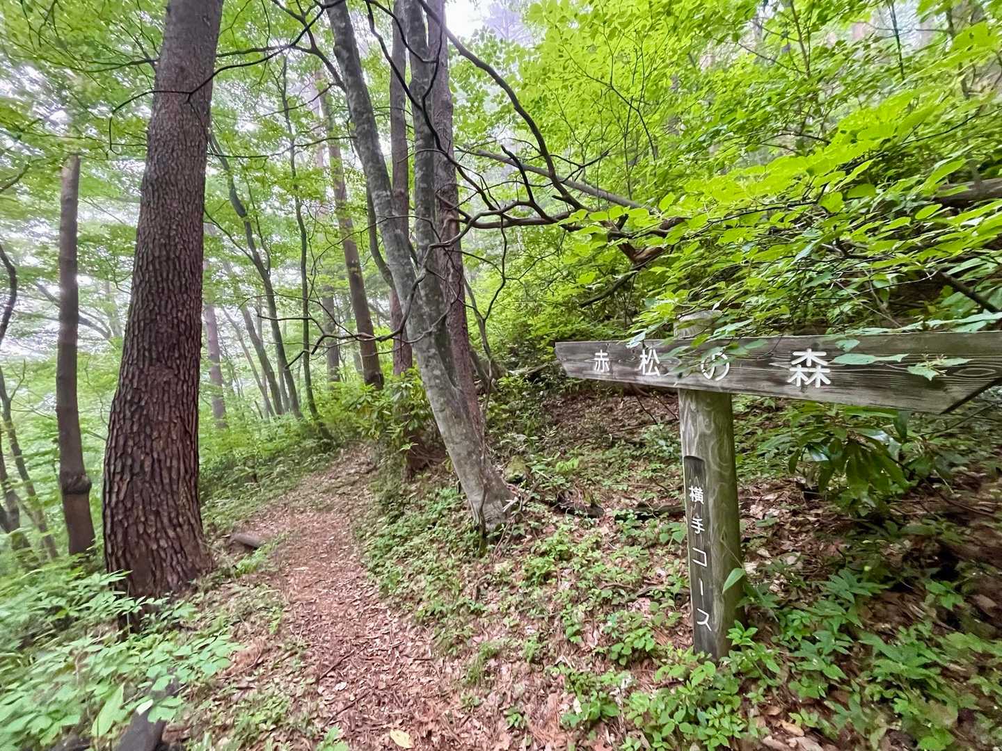 下山は権現コースから横手コースで。
赤松の森なら松茸出てくるのかな？