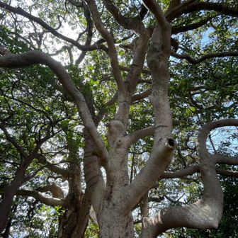 上を見上げてみるとかなり太い枝？迫力ありました🪾