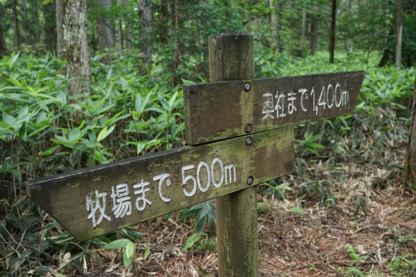 奥社までは平坦な道を歩く