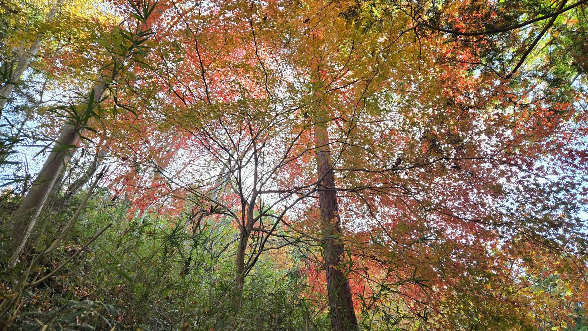 早くも紅葉がちらほら