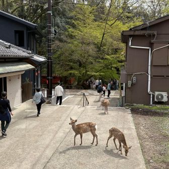 人に危害を全く与えない。賢い鹿🦌達