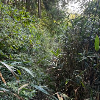 長谷寺へ向かう東海自然歩道は林道からの入り口部分が結構荒れていました。