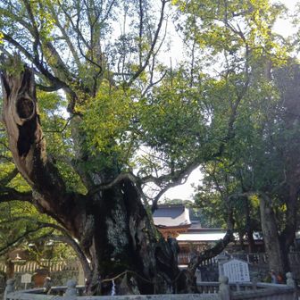 大山祇神社御神木