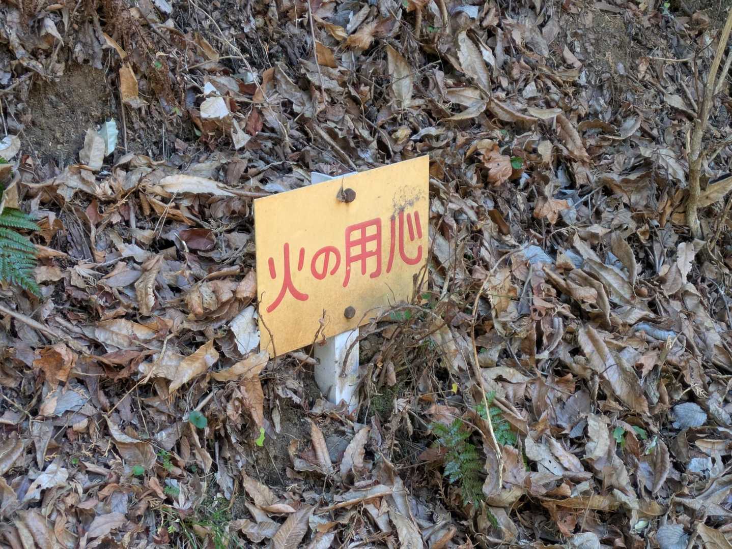 大倉バス停-観音茶屋-堀山 往復コースの写真