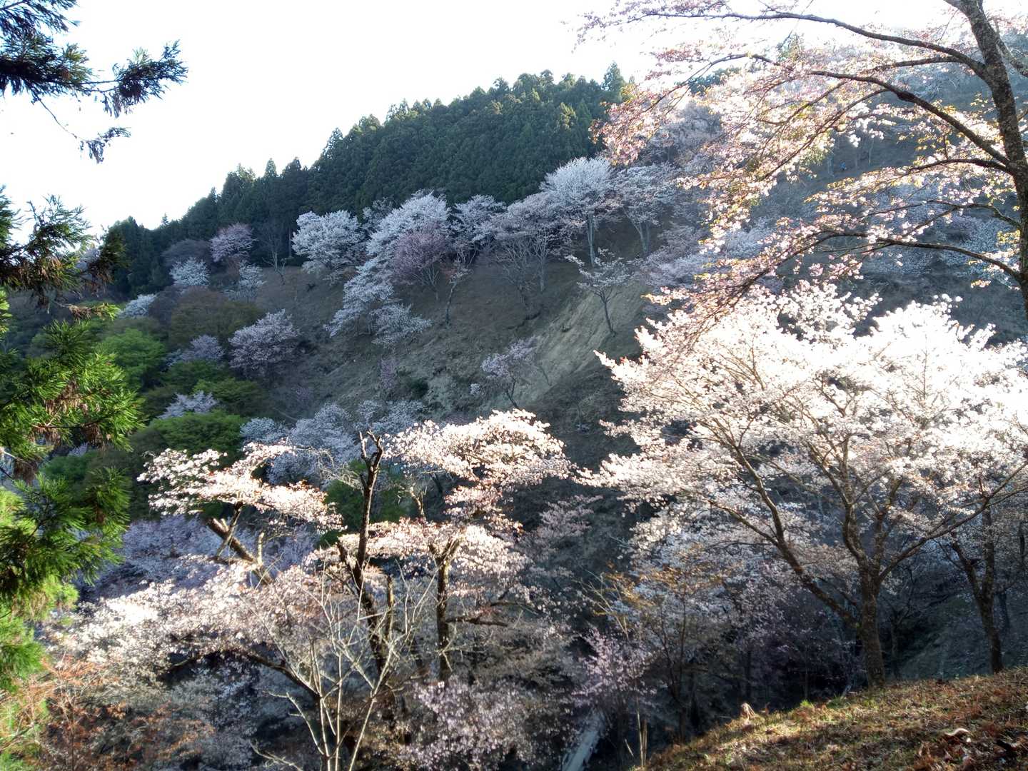 金峯山寺-韋駄天山-吉水神社 往復コースの写真