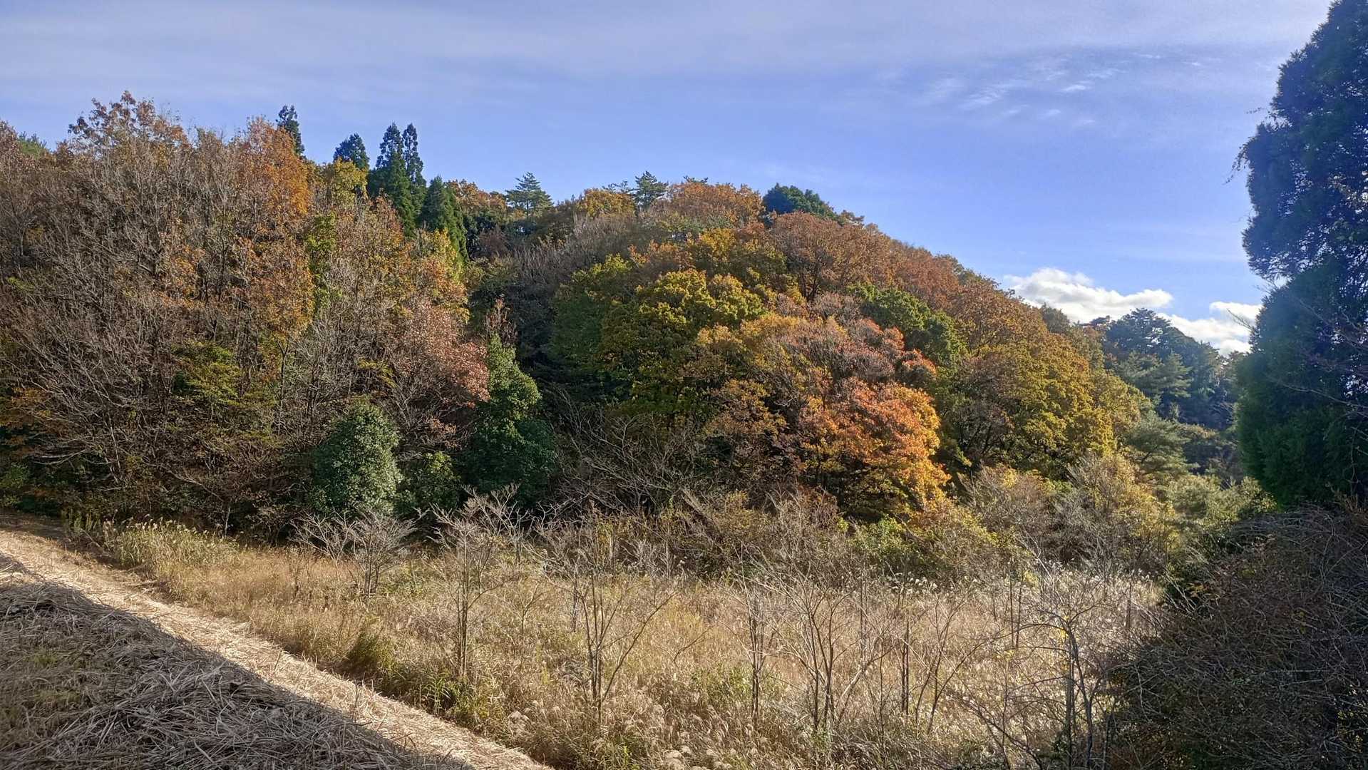 溜池の紅葉