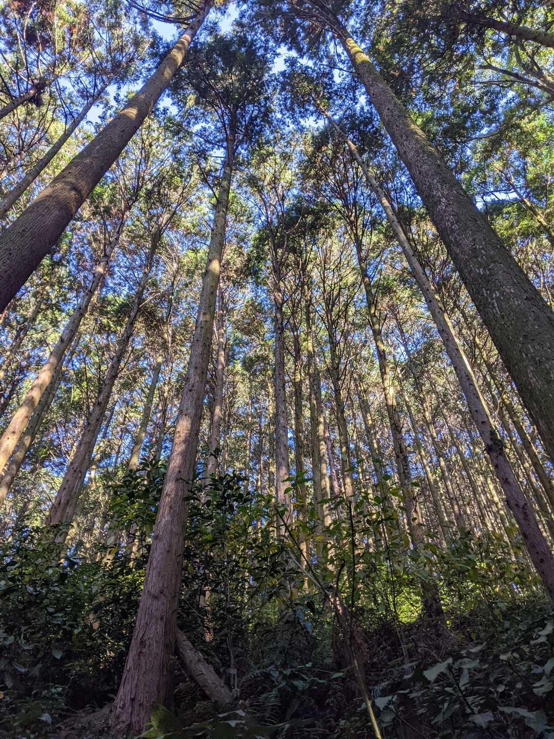 湯川山 往復コースの写真
