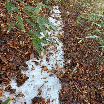大きな粒のジャリジャリの雪が❄️