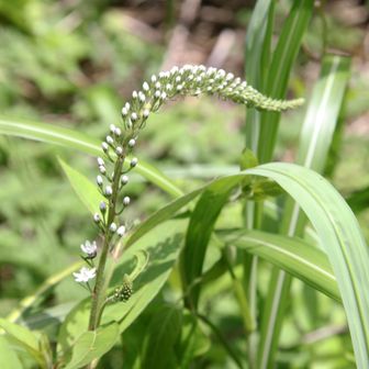 オカトラノオ！もう少しで花開きますね！