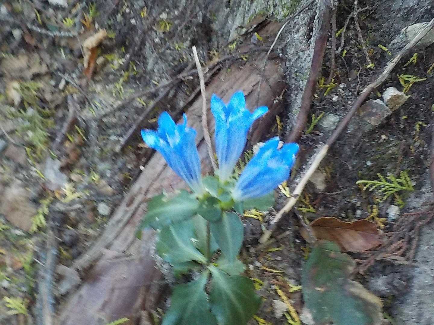 リンドウが沢山咲いていた