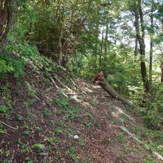 やっと山道を歩けそうです。