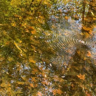 ずっとクルクル回ってる虫🌀👆
