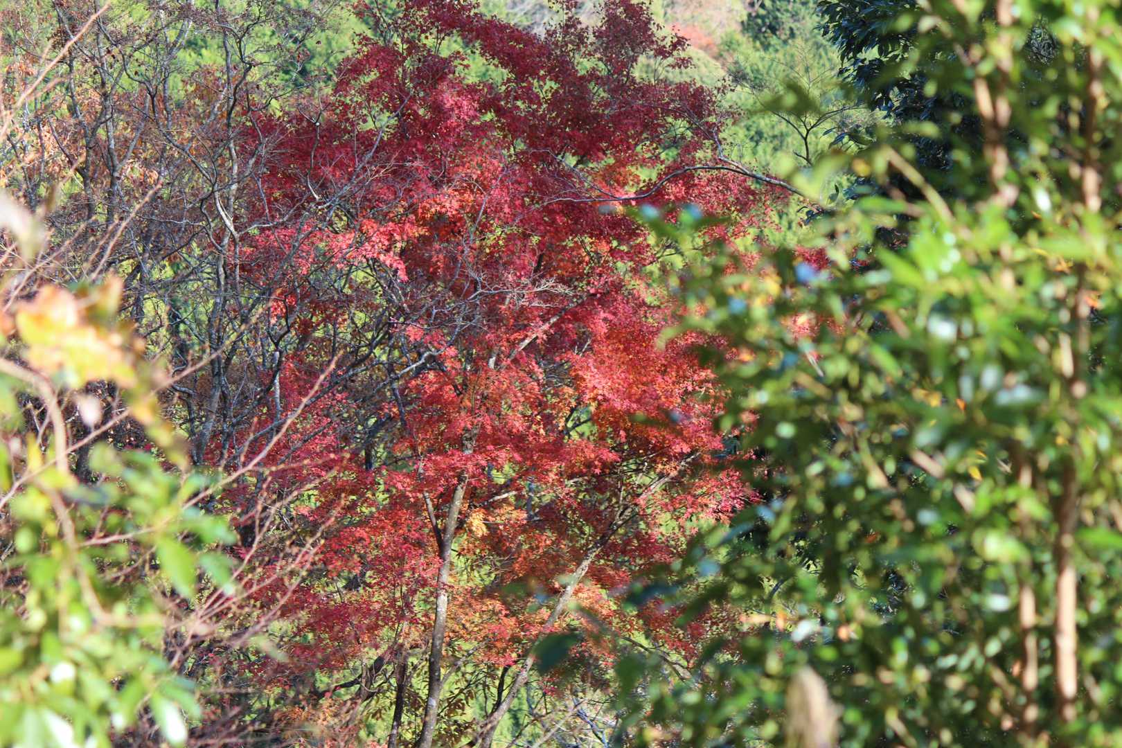 紅葉