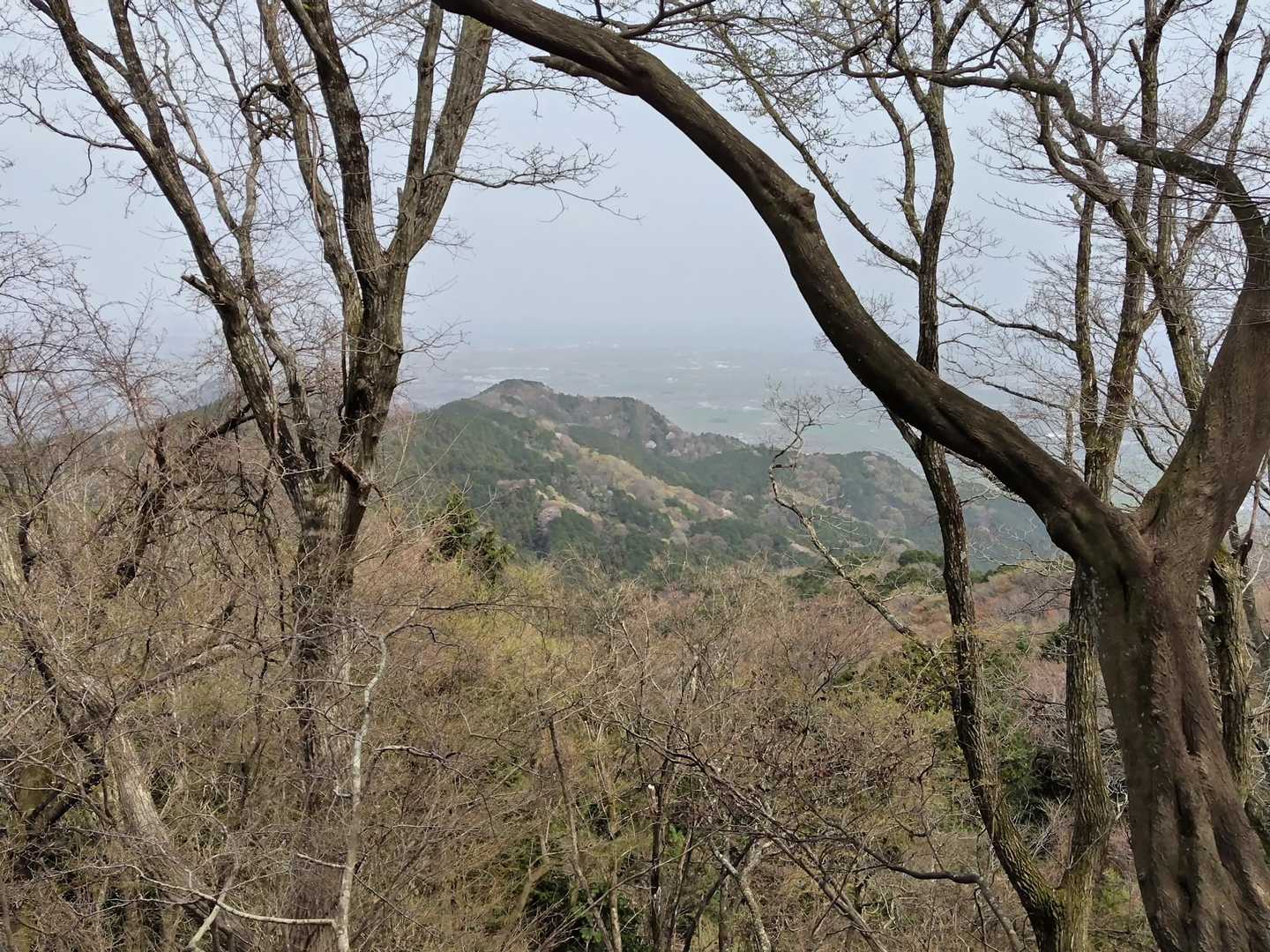 山桜は咲き終わったのからまだ蕾のまで色々でした🌸