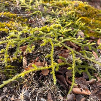 へんなコケ　じゃないらしい。
ヒカゲノカズラというシダ植物