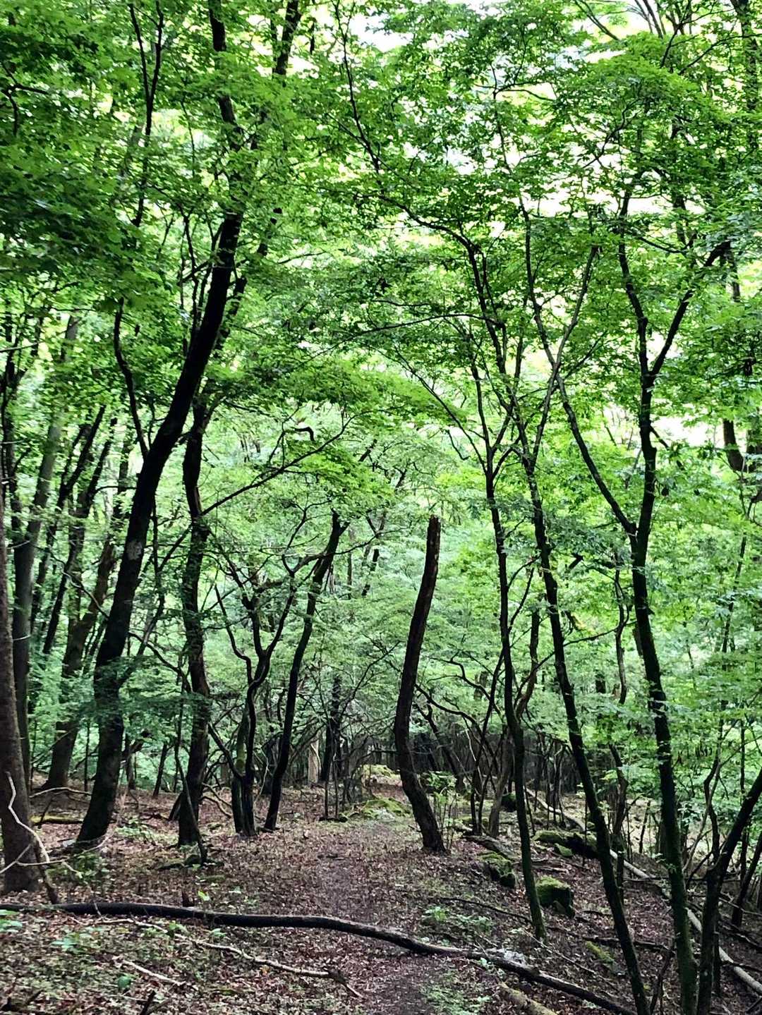 諏訪山登山口-諏訪山 周回コースの写真
