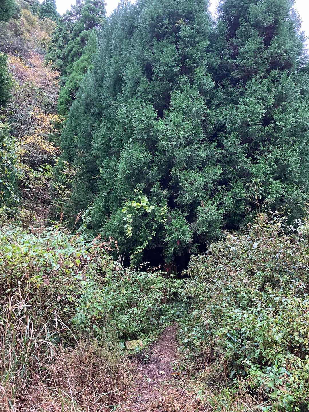 林道に出て、杉林の中に入って行きます